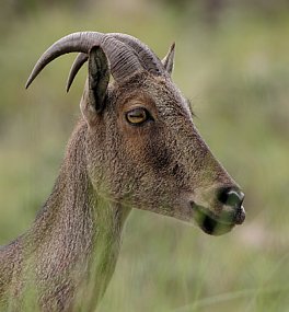 Image:Niligiri tahr.jpg