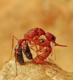 Worker Herpegnathos saltator killing the Queen