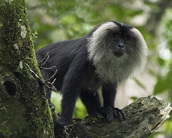 Lion-tailed macaque