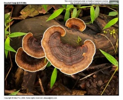 Bracket Fungi at BR Hills - Ullas PA